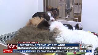 New undercover HSUS video accuses Petland chain of having sick and dying puppies [upl. by Aloek744]