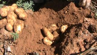 بطاطا قلع  حصاد بطاطس Watch best potato harvest [upl. by Pinelli700]