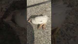 chicks ki last time Allah maff karay viralvideo birds death chicken chicks [upl. by Beller]