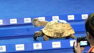 Tortoise vs Hare  Who Wins [upl. by Ozzy737]