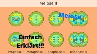 Meiose einfach erklärt Mitose [upl. by Anahsek178]