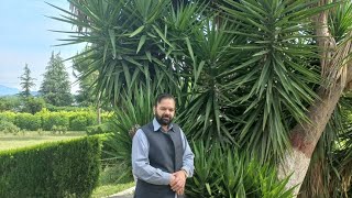 Medicinal plants Cultivation at NTHRI Shinkari by ProfDrGhulam Mujtaba Shah [upl. by Aillicsirp]