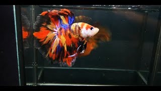 TOP 10 HALFMOON NEMO CANDY EMERALD MULTICOLOR BETTA FISH [upl. by Devondra]