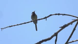 Pied wagtail singing on a branch [upl. by Fae]