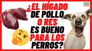 📛 El HÍGADO DE POLLO Y RES 📛Crudo o Cocido es BUENO o MALO para los PERROS Beneficios [upl. by Lebazej]