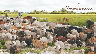 TRASHUMANCIA Vaquerías rodeo arreo de ganado ganadería tropical Llanos sabanas pampas Campo [upl. by Noslrac]