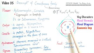 Cruciferae Family  Brassicaceae Family  Floral Formula and Floral Diagram of Cruciferae Family [upl. by Hortensa]