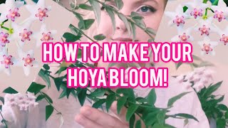 Hoya Bella Blooms Care Guide [upl. by Kaule]