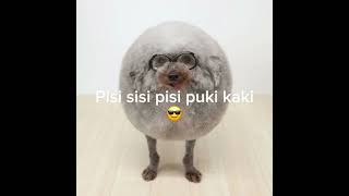 pisi sisi puki kaki [upl. by Kiraa]