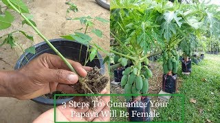 3 Steps To Guarantee Your Papaya Will Be Female l Agrieducation [upl. by Hally]