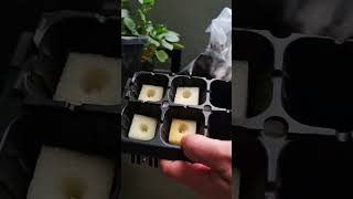 Start seeds in just sponge and water shorts chilli gardening [upl. by Eppilihp]