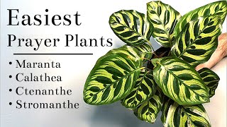 Easiest Prayer Plants To Grow Indoors [upl. by Ahseenat210]