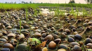 Catch a lot of strange snails in field by skill fisherman near village amp Pick field snails [upl. by Hicks314]