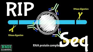 RIP Seq  RNA Immunoprecipitation Sequencing  RNA Immunoprecipitation Chip [upl. by Shrier]