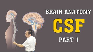 Brain Anatomy  CSF  Part 1 brainanatomy [upl. by Sansen]