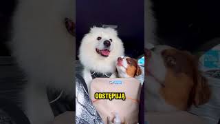 😱ZROBIŁ MU NAJLEPSZY PREZENT😍🐶 [upl. by Euqinmod266]