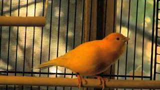 singing canary [upl. by Janis]