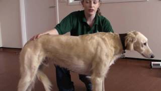 Animal health and husbandry dog health check [upl. by Ibocaj]