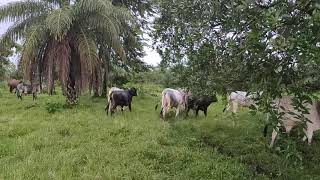 pastoreo y engorda de becerros en 6 meses en la finca de hoy [upl. by Bej21]