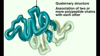 Quaternary Structure of Proteins  Definition Characteristics and Features [upl. by Ainerol608]