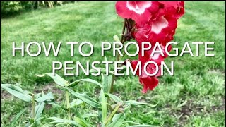 How To Propagate Penstemon How To Take Penstemon Cuttings Plant Propagation [upl. by Delogu961]