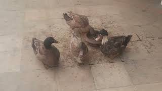 Ducks Quacking Quack  petsvlog Petscartel [upl. by Tenej]