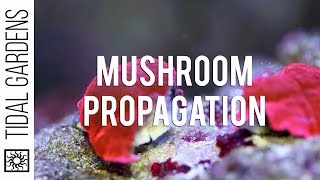 Propagation  Mushrooms [upl. by Korwin]