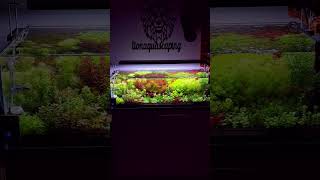 Bitkili Akvaryum odası bitkiliakvaryum aquascape aquarium aquascaping akvaryumbitkisi fish [upl. by Kentiga]