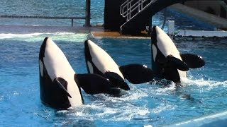 One Ocean Full Show  SeaWorld San Diego  June 23 2014 [upl. by Berl86]