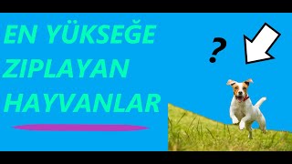 En Yükseğe Zıplayan Hayvanlar [upl. by Maharba]