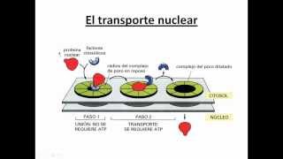 Ayudantía BioCel El núcleo celular 34 Transporte nuclear [upl. by Ile]