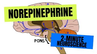 2Minute Neuroscience Norepinephrine [upl. by Odlanir898]