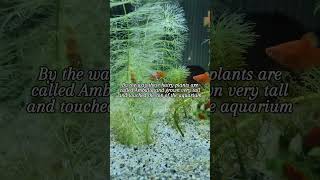 algae aquarium feed feeding platy guppies fish plants anubias ambulia fishtank msand [upl. by Nesnej]