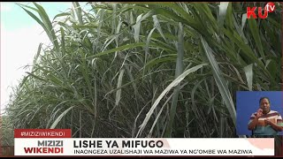 SUPER NAPIER GRASS PAKCHONG 1 NI LISHE YENYE UWEZO WA KUBORESHA UFUGAJI JIFUNZE ZAIDI [upl. by Spiros]