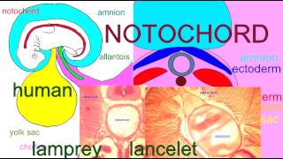 EMBRYONIC DEVELOPMENT THE NOTOCHORD [upl. by Eilliw]