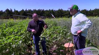 Buckwheat  Test Plots 2019 [upl. by Amalia905]