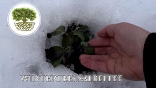 Kräutertee ganz frisch im Winter Salbeitee Erkältungstee zum Trinken und Gurgeln  Naturrezepte [upl. by Lledner274]