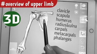 Overview of Upper Limb Bones  Osteology of upper limb [upl. by Queri142]