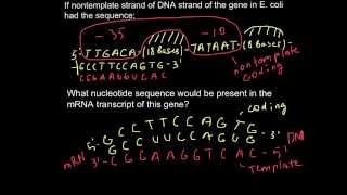 RNA  by Dr Bhojoo Mal [upl. by Coit]