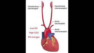 Breathing inhalation exhalation  chemoreceptors [upl. by Arriec599]