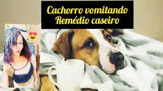 Remédio caseiro para vômito em cachorro seu cachorro está vomitando cuide em casa [upl. by Aniahs639]