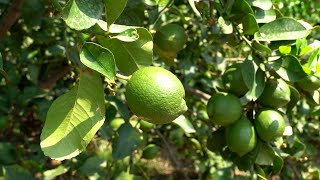 Con Top Citrus più valore alla filiera del limone dellEtna  La Natura Dal Campo alla Tavola [upl. by Echikson]