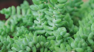 Donkey Tail Plant How to Care For Burros Tail  The Spruce IndoorPlantCare [upl. by Yelram]