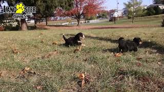 Friendly Mini Bernedoodle Puppies [upl. by Gare]