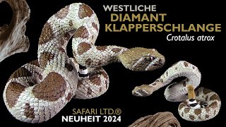 Safari Ltd ® Westliche Diamant Klapperschlange  Crotalus atrix  Western Diamondback Rattlesnake [upl. by Pimbley646]