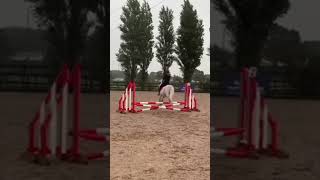 Pernod jumping the oxer horse horseenthusiast [upl. by Anaoj]