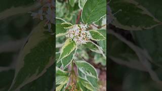 CORNUS alba Sibirica Variegata flowers [upl. by Eniagrom382]