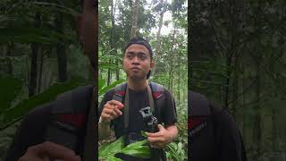 Hanya ada di hutan belantara mountains explorependaki pecintagunung hutan hutanangker beranda [upl. by Fessuoy185]