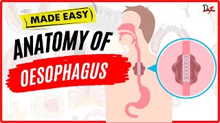 Lets Learn about Esophagus [upl. by Eahc653]