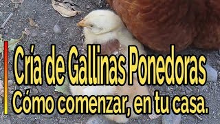 👉GUÍA Comenzar DESDE 0 con la CRÍA de Gallinas🐔Ponedoras en Casa How to start breeding laying hens [upl. by Anura]